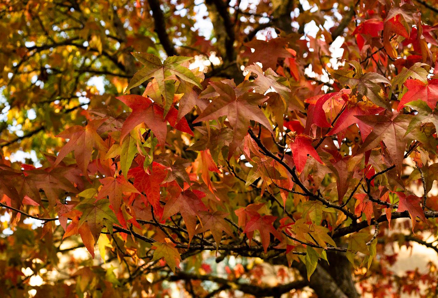 autumn leaves on a tree