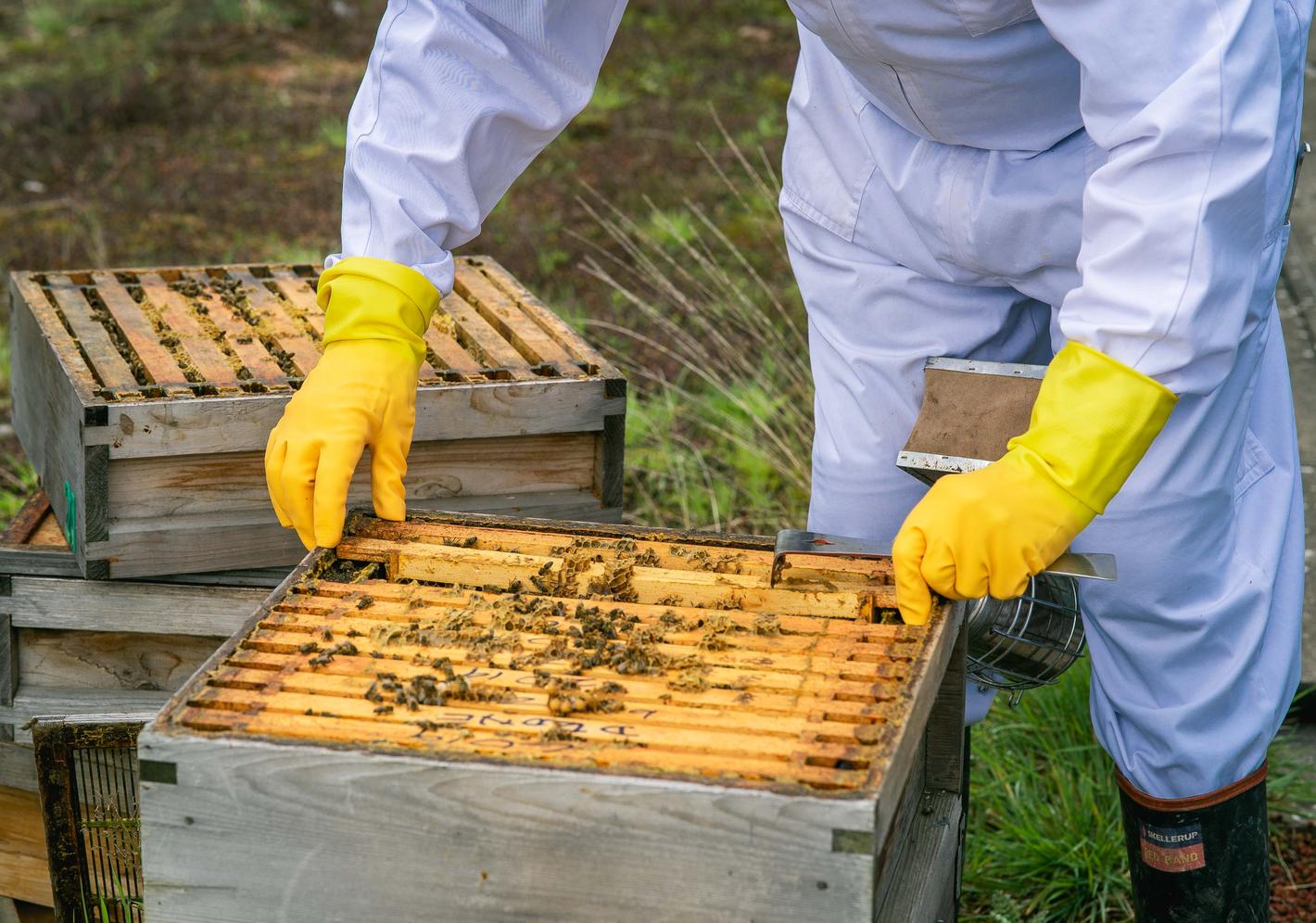 Beekeepers with beehives