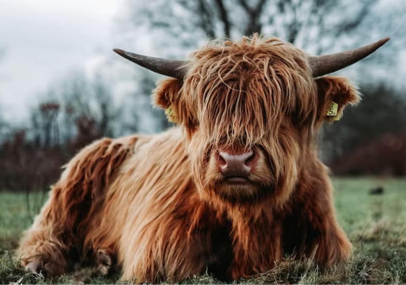 Ox