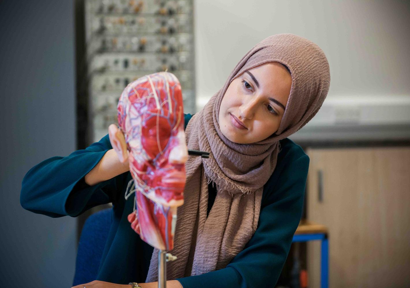 A student looking at a sculpture of a human brain