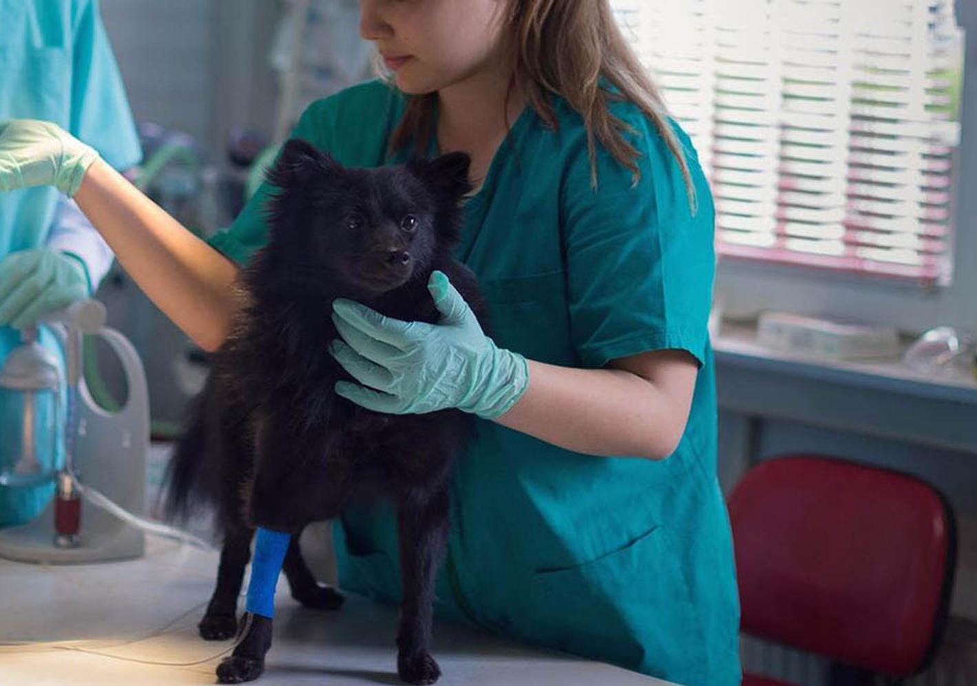Student vet examining a dog