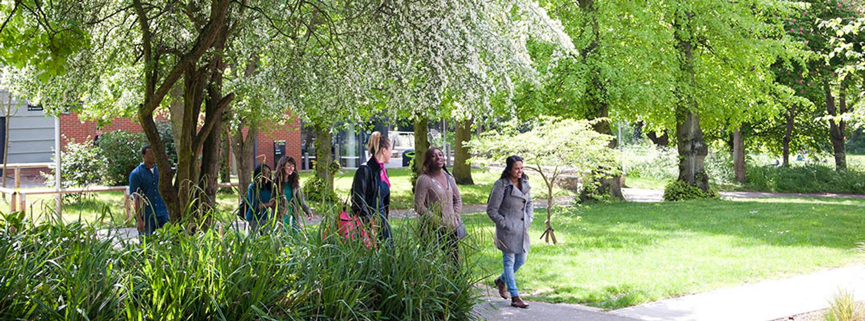 A diverse group of individuals strolling along a forest trail lined with tall trees, enjoying nature together.