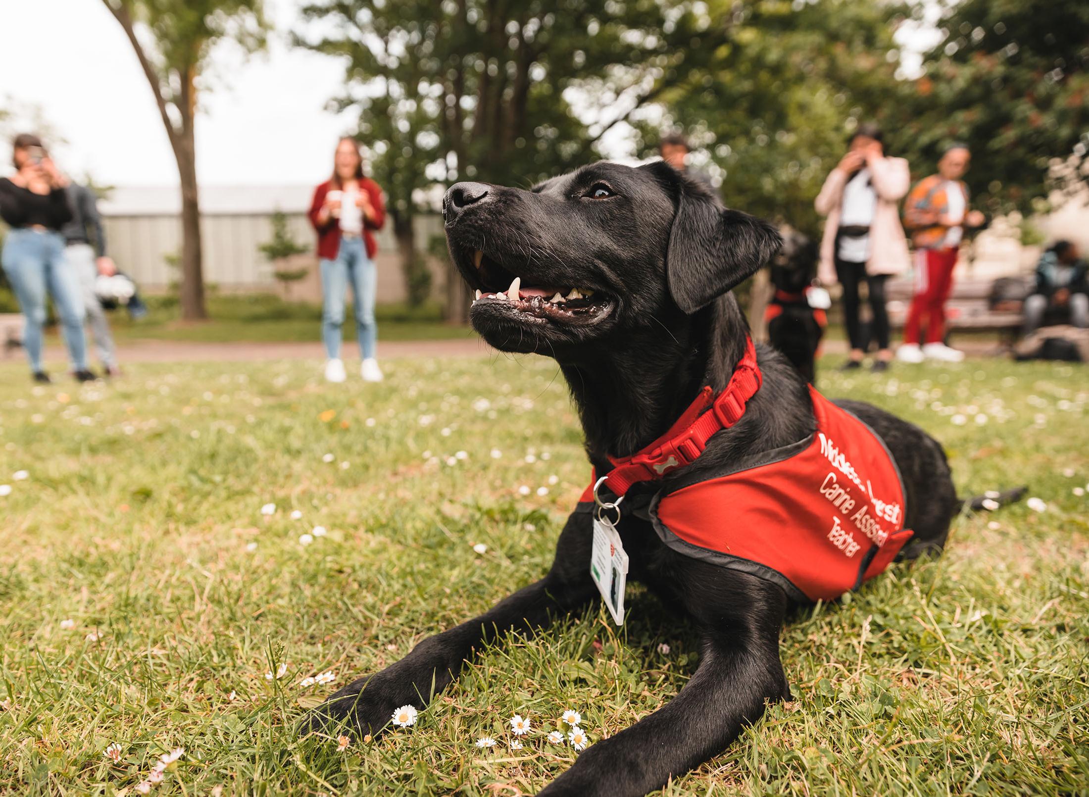 a dog sits on some grass, with a red jacket/harness on