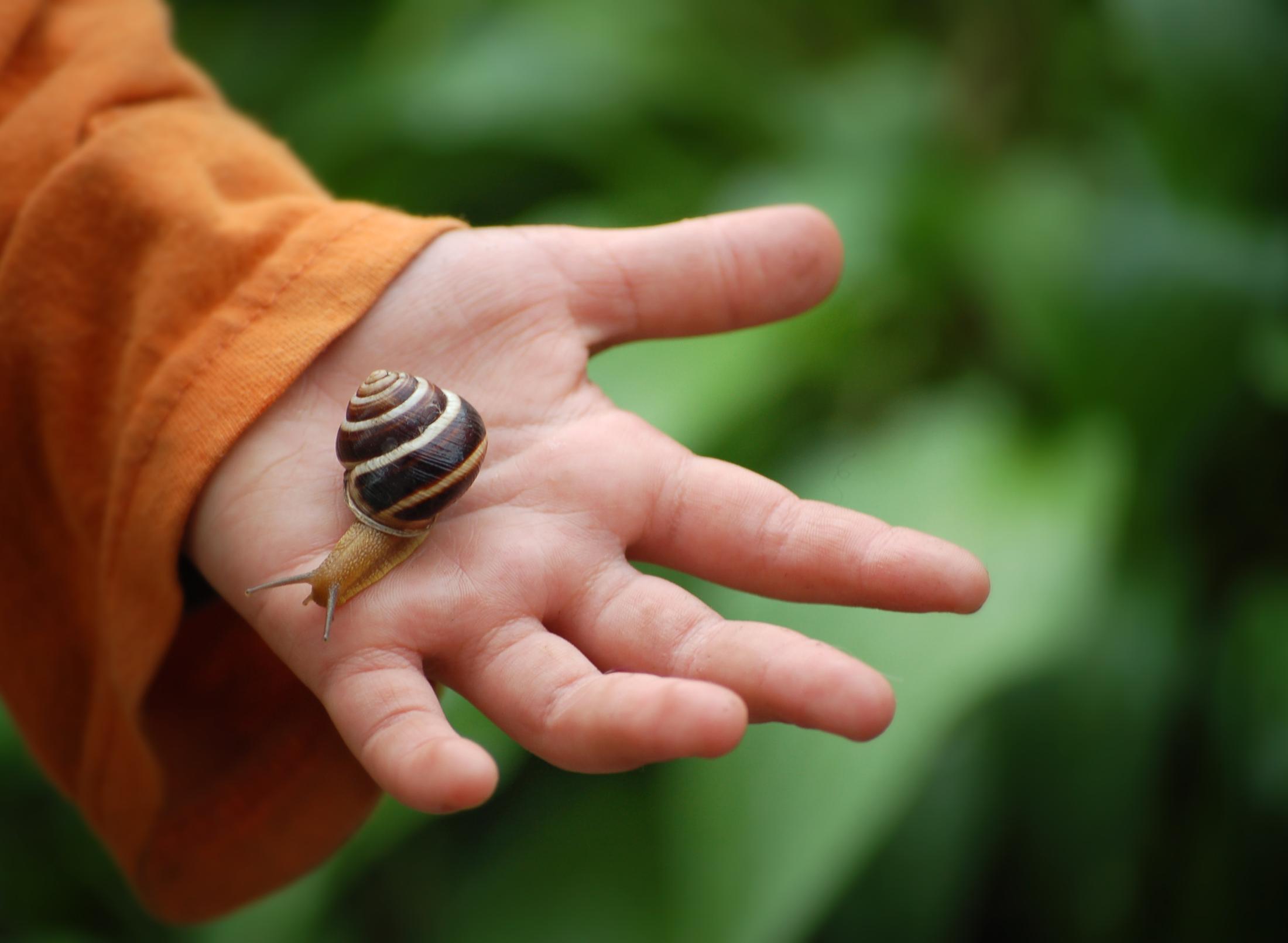 A child's hand holding a snail