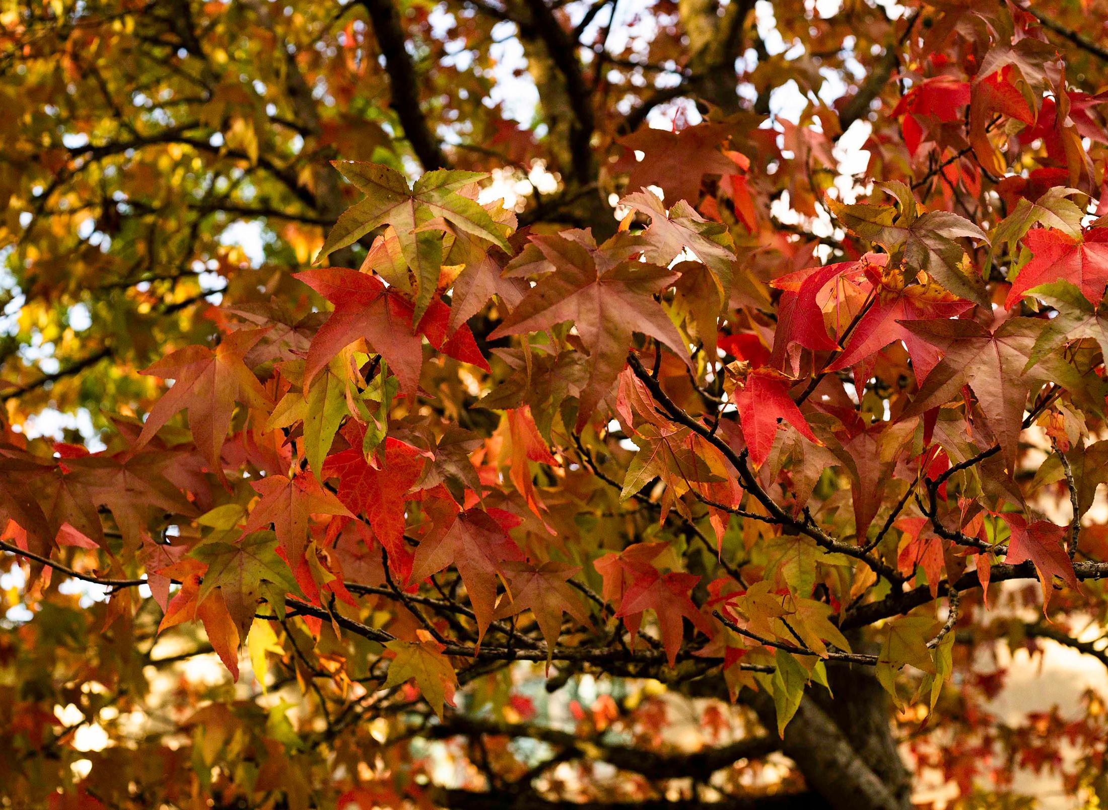 autumn leaves on a tree