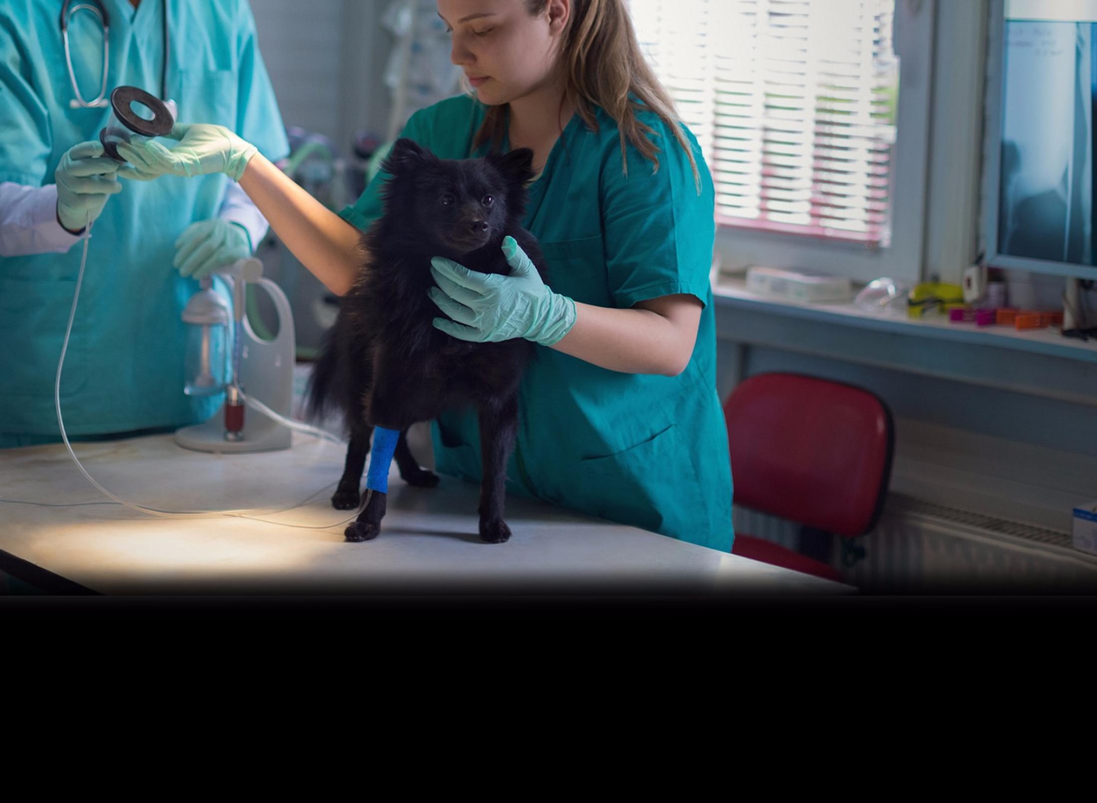two veterinary nurses examining a dog