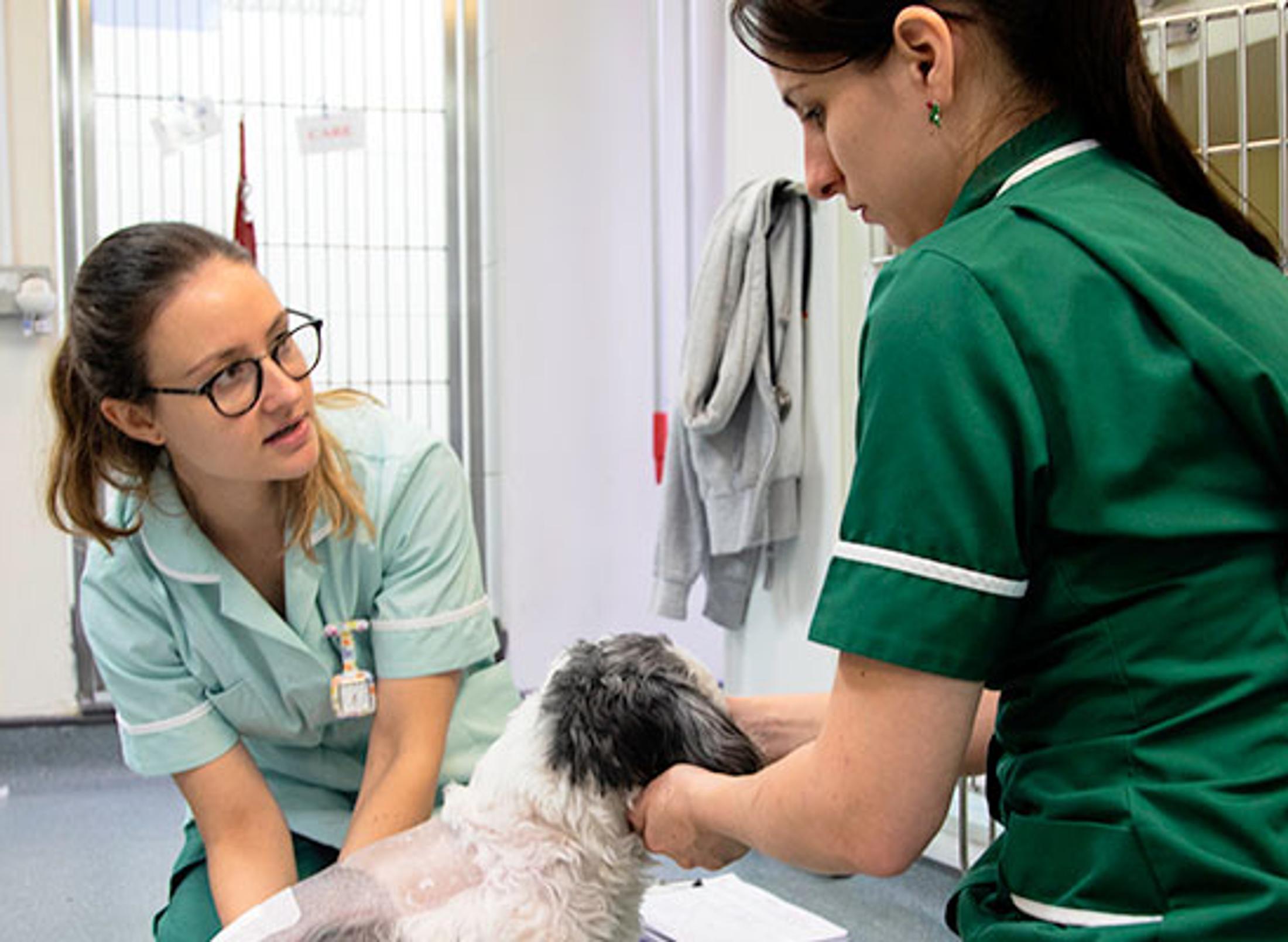 Two women in green scrubs carefully examining a dog at Vet Nursing facilities.