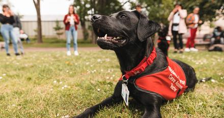 a dog sits on some grass, with a red jacket/harness on