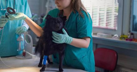 Student vet examining a dog