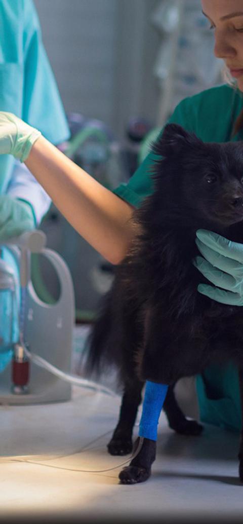 Two veterinary students examining a dog