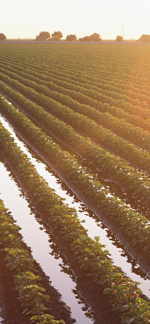 green farming land