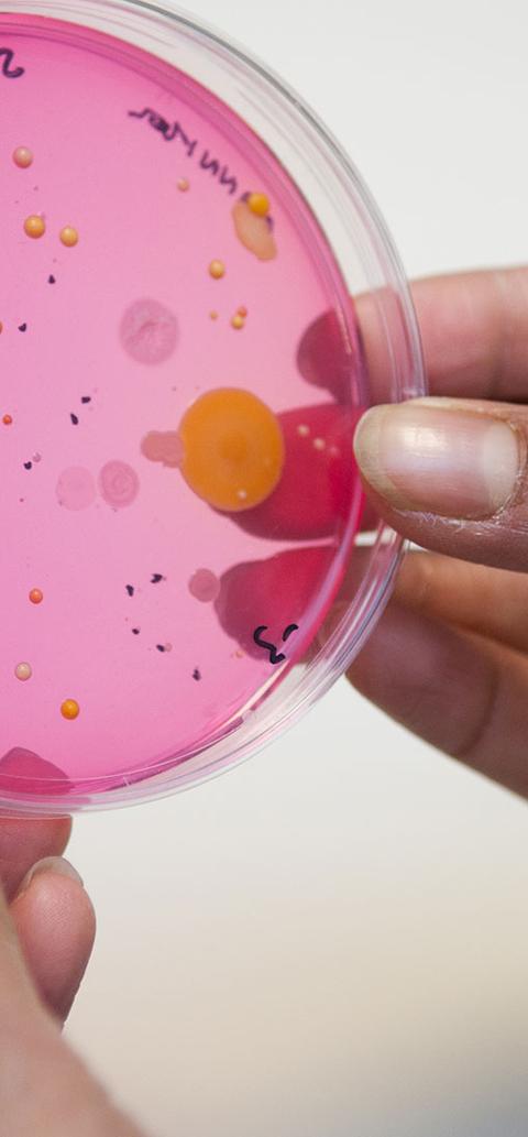 A student holding a petri dish with a sample in it