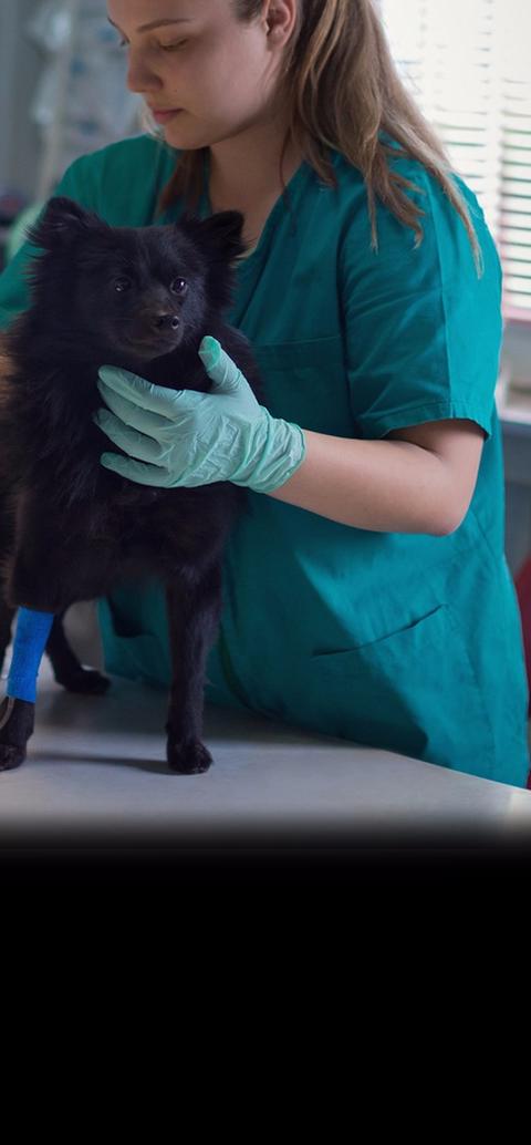 two veterinary nurses examining a dog
