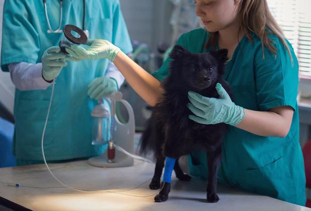 Two veterinary students examining a dog