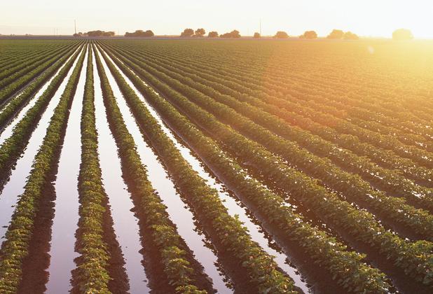 green farming land