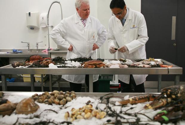 People studying sea animals