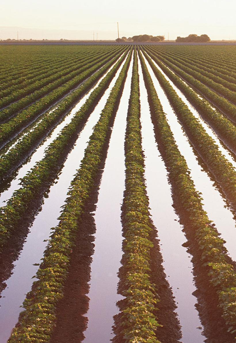 green farming land