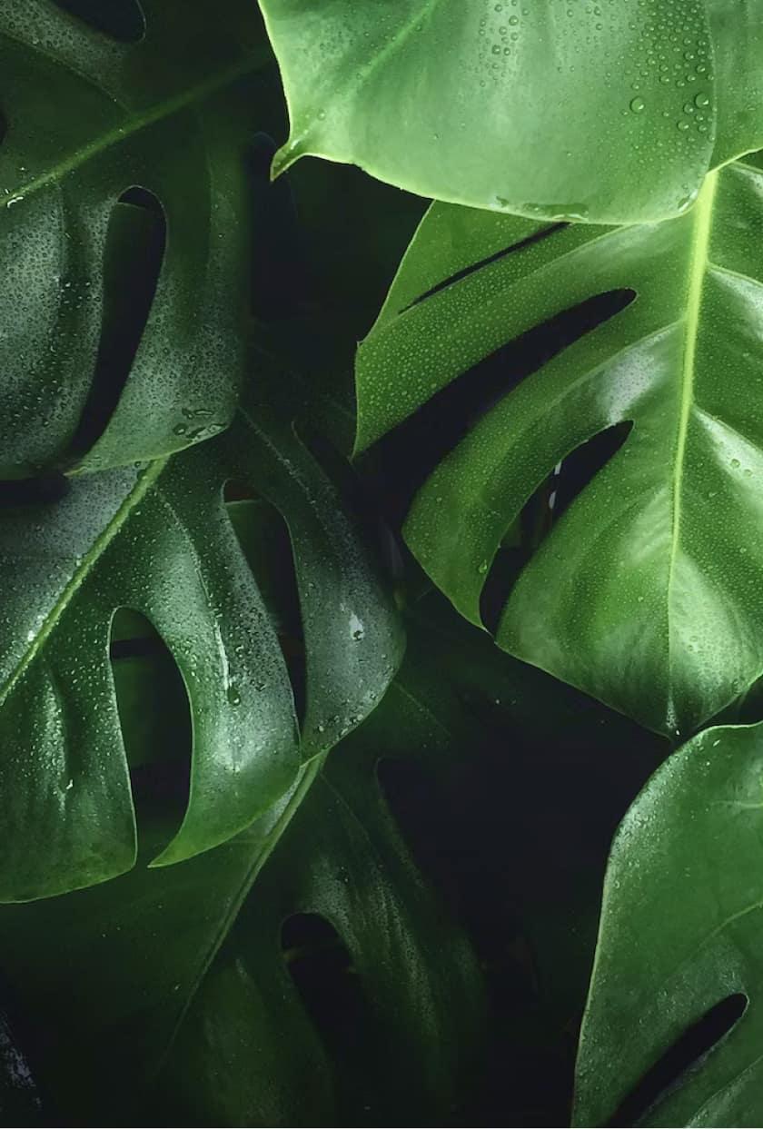 Leafs