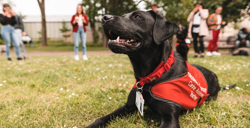 a dog sits on some grass, with a red jacket/harness on