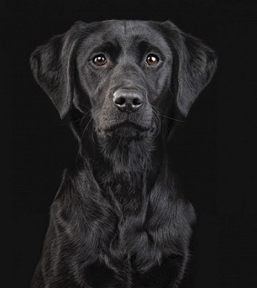 A photo of a black dog