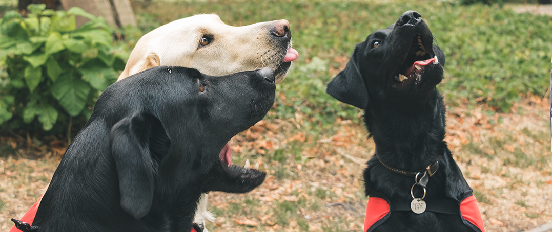 Dogs-on-campus