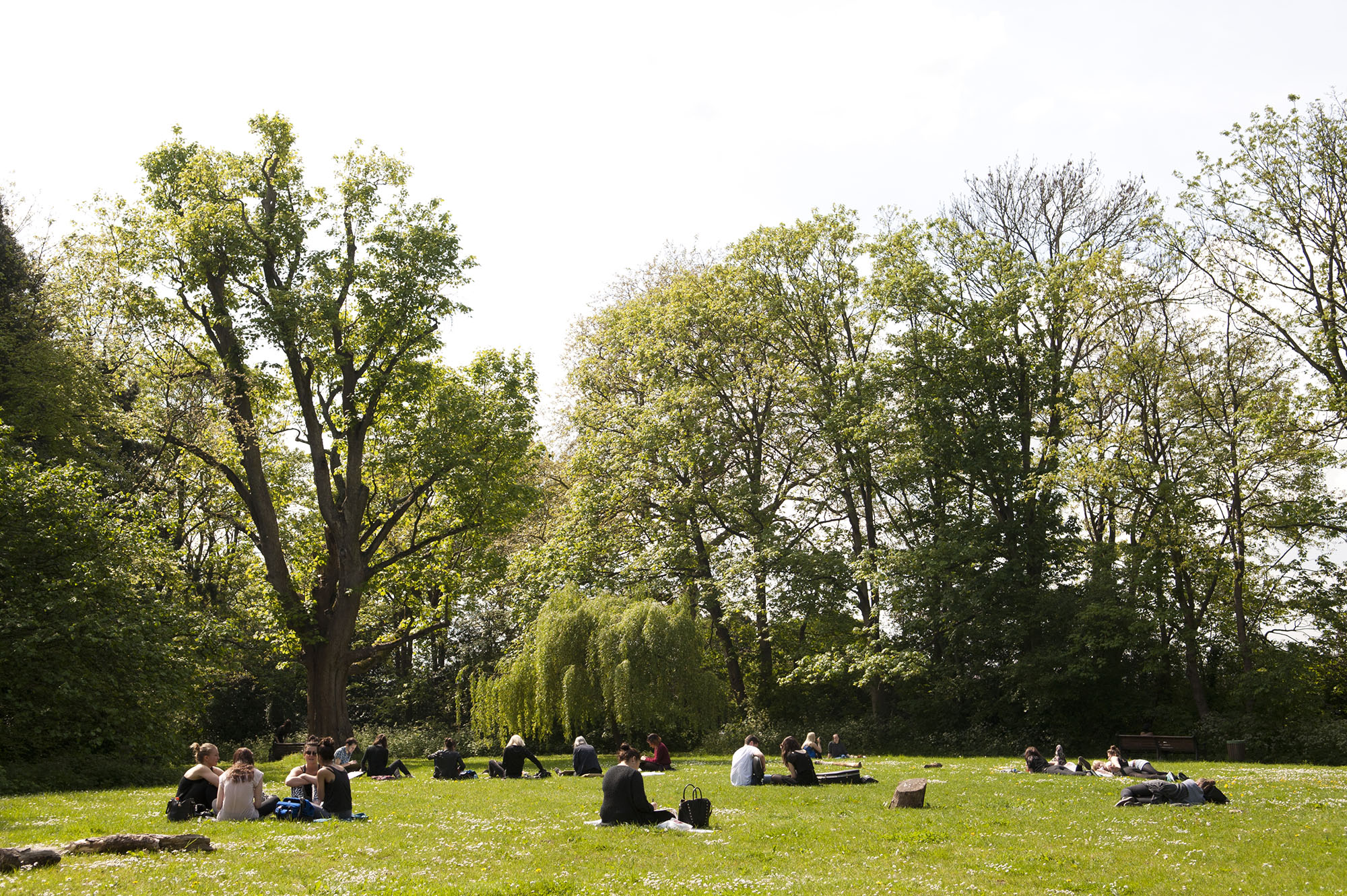 students sitting on grass under trees