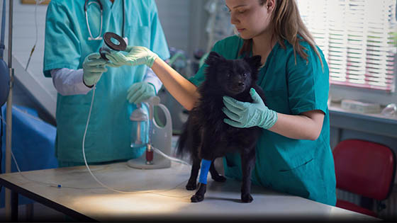 A man and a woman in green scrubs examining a black dog in a veterinary nursing setting.