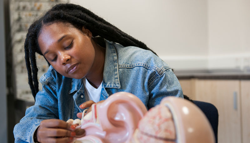Psychology student examining model.